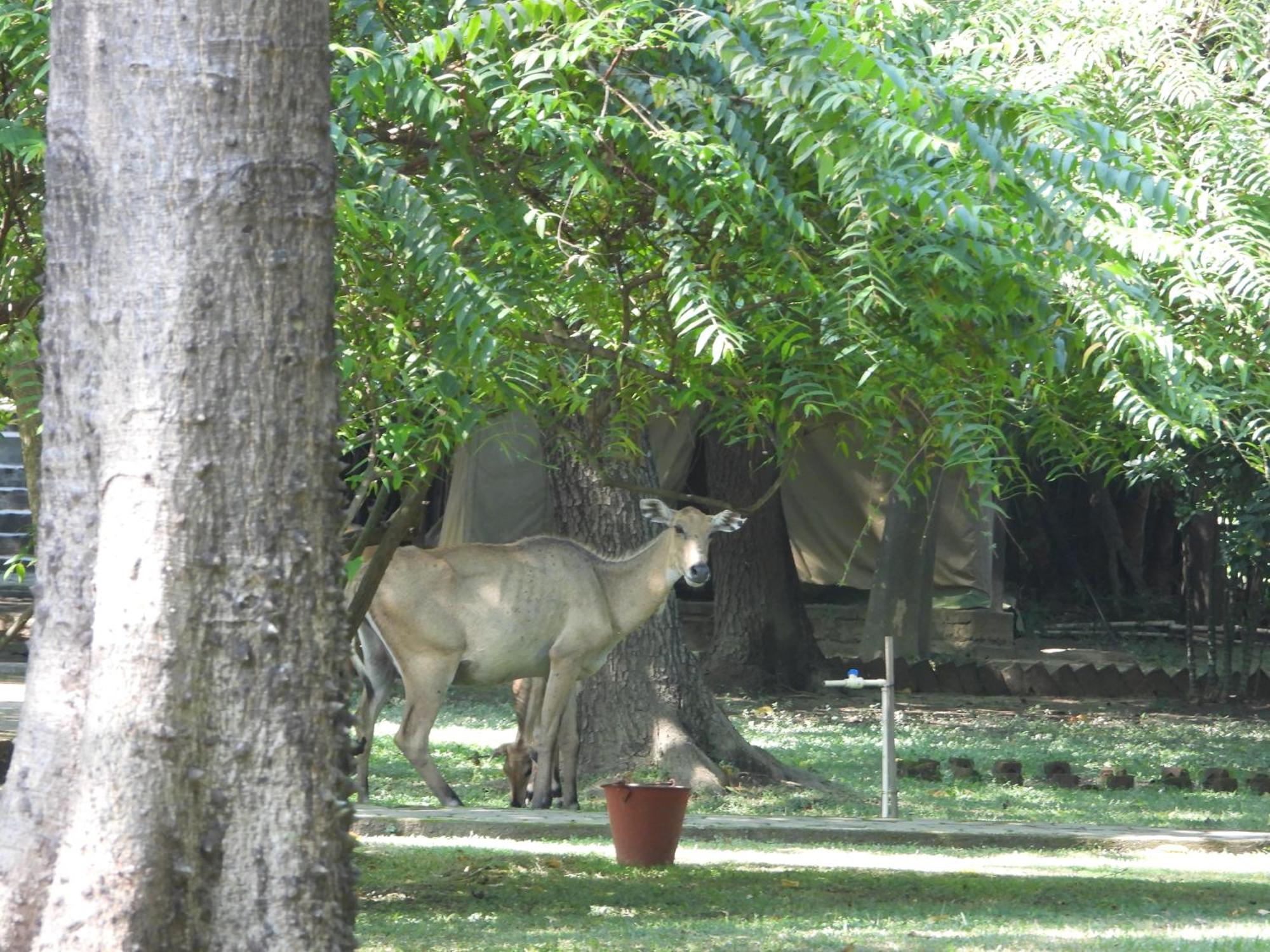 Lumbini Buddha Garden Resort Bagian luar foto